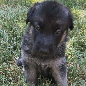 Meet your Posher, Selina